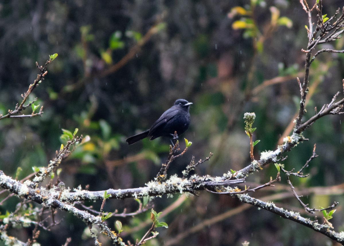 White-winged Black-Tyrant - ML614482065