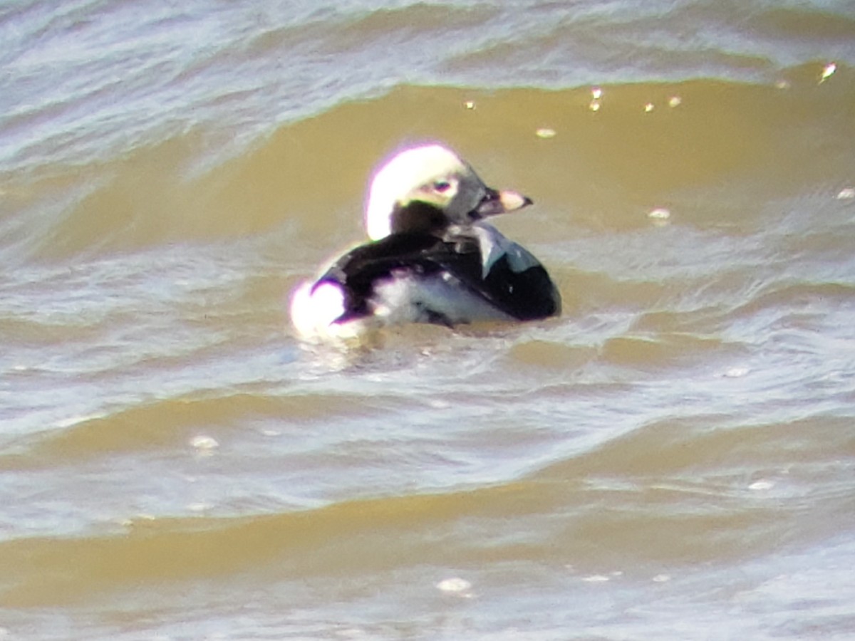 Long-tailed Duck - ML614482066