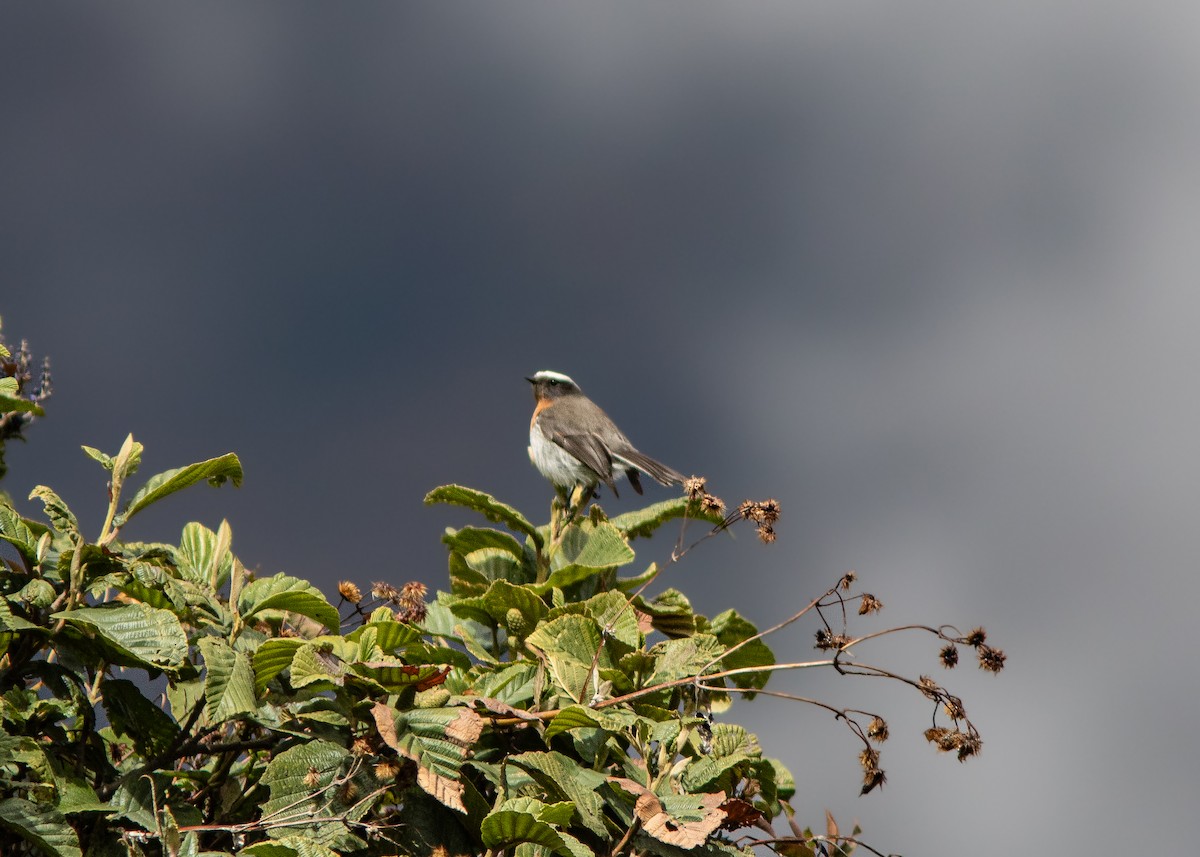 Rufous-breasted Chat-Tyrant - ML614482079