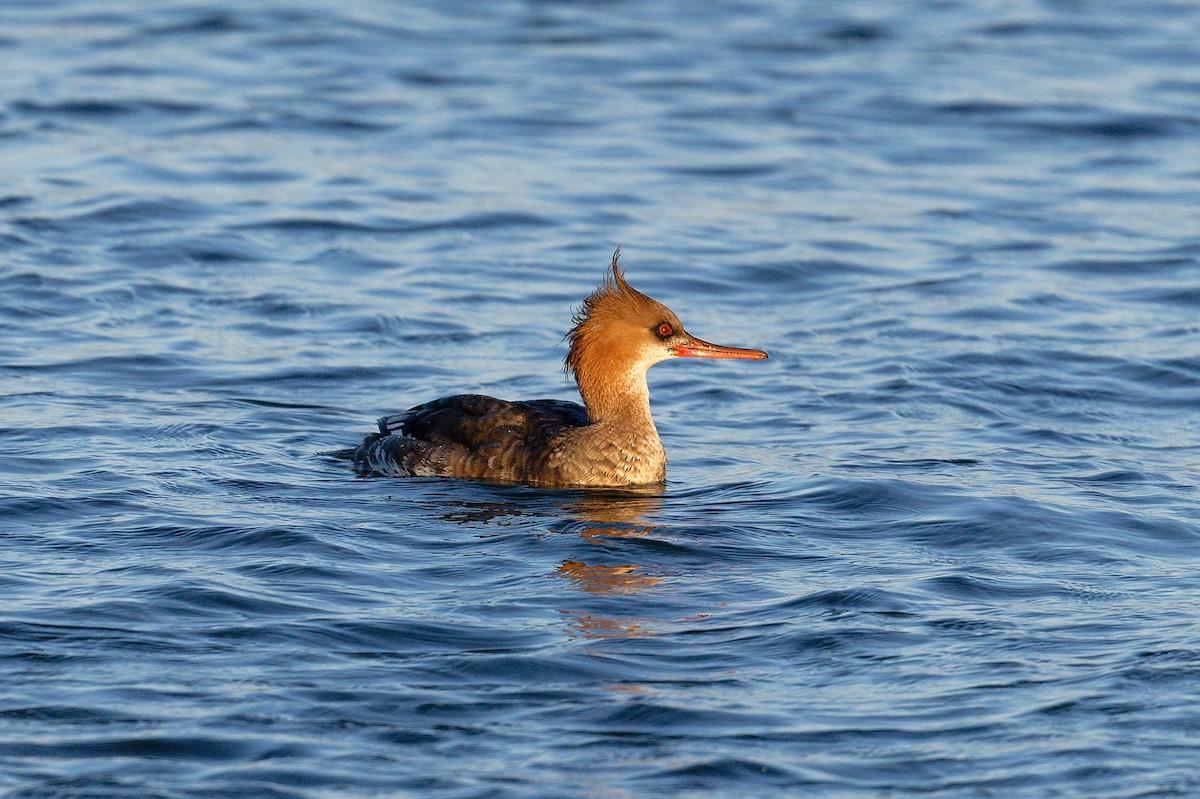 Red-breasted Merganser - ML614482164