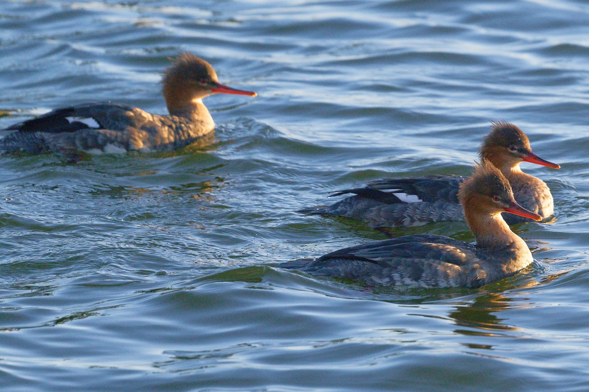 Red-breasted Merganser - Jan  Kool