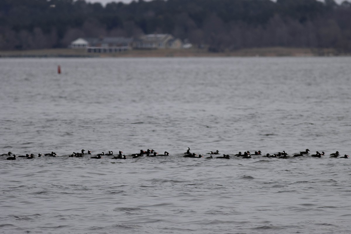 Surf Scoter - Ed Vigezzi