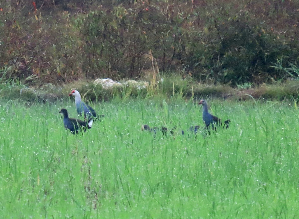 Gray-headed Swamphen - ML614482259