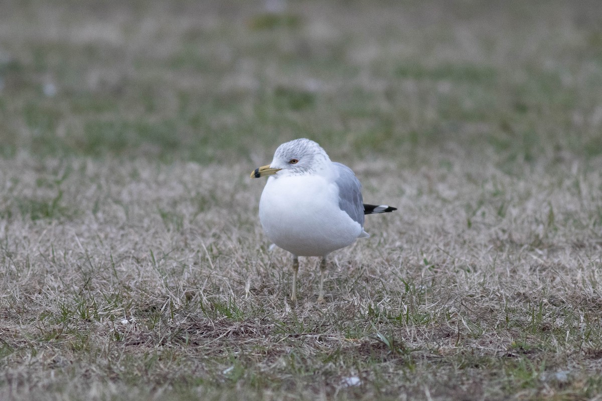 Ring-billed Gull - ML614482265