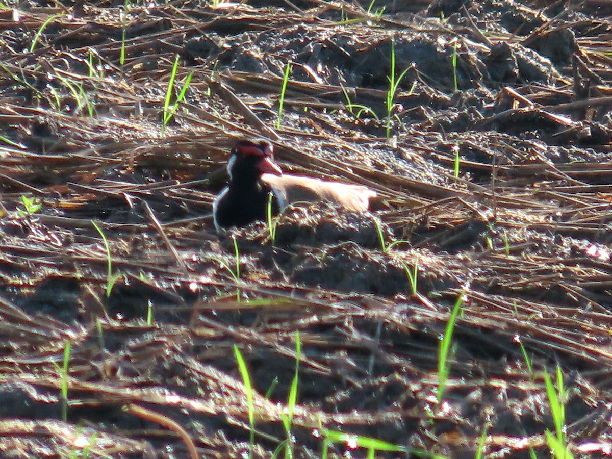 Red-wattled Lapwing - ML614482318