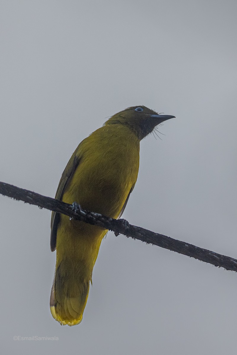 Bulbul de Andamán - ML614482331