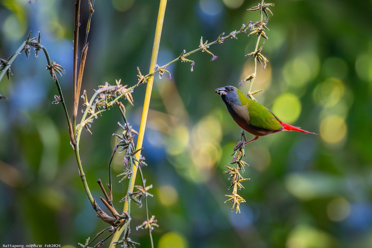 Pin-tailed Parrotfinch - Nattapong Banhomglin