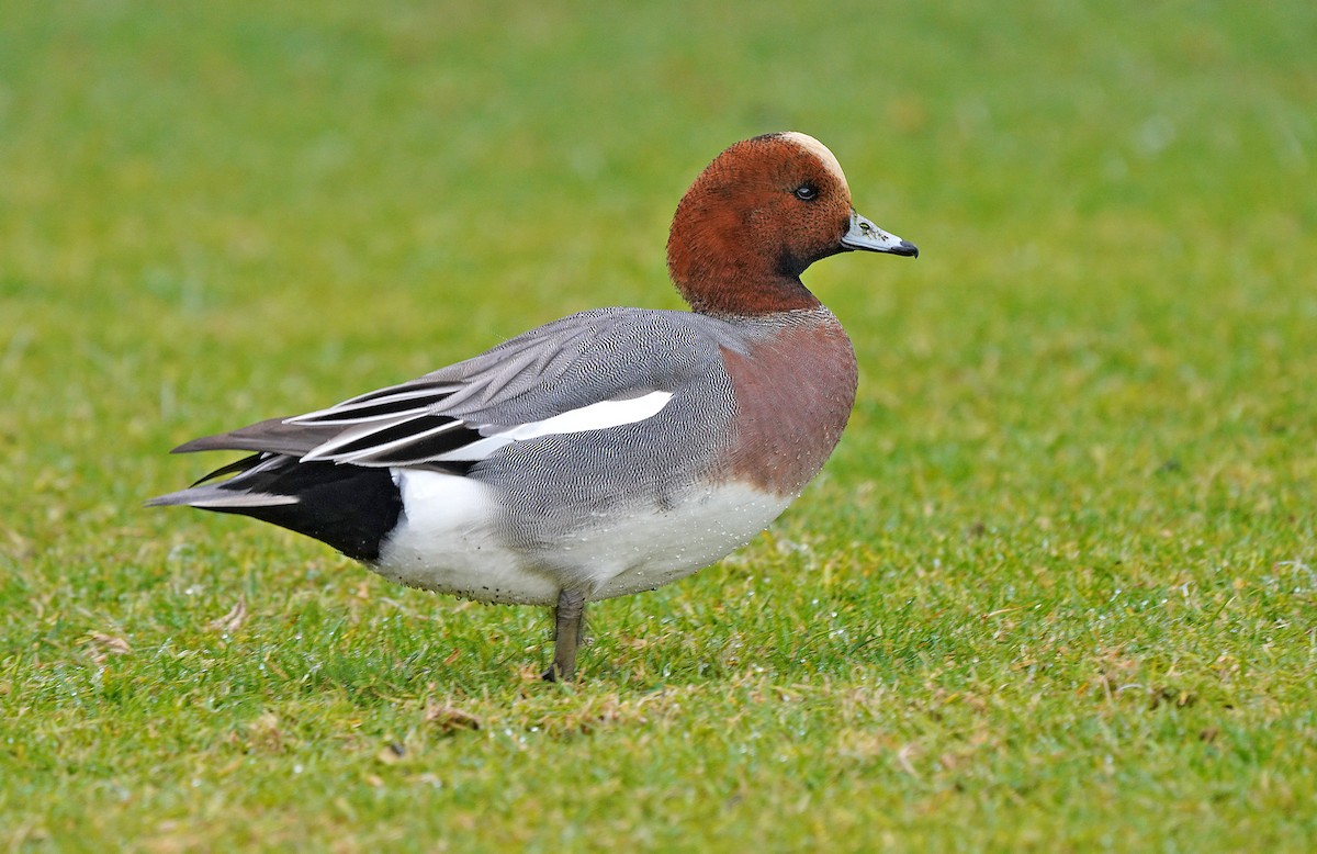 Eurasian Wigeon - ML614482462