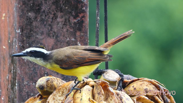 Great Kiskadee - ML614482503