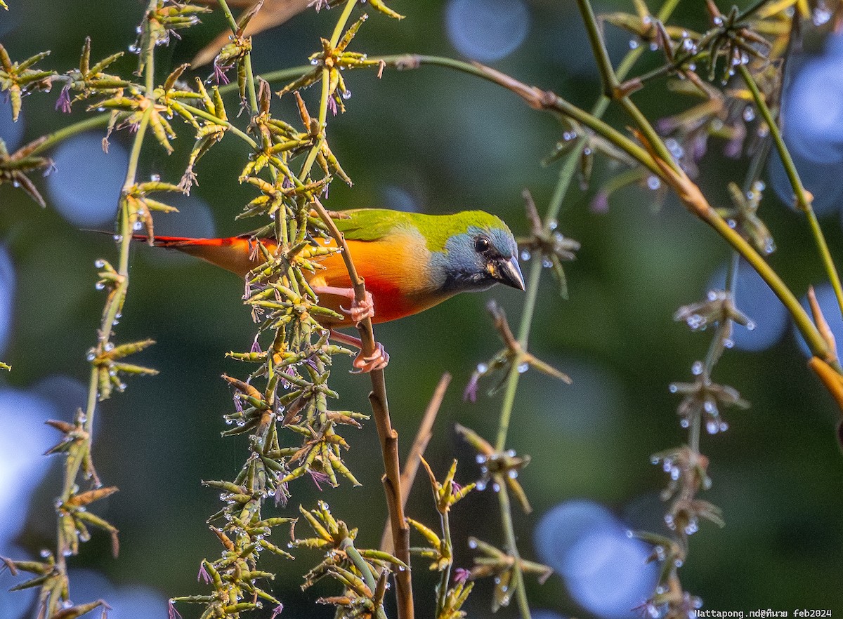 Pin-tailed Parrotfinch - Nattapong Banhomglin