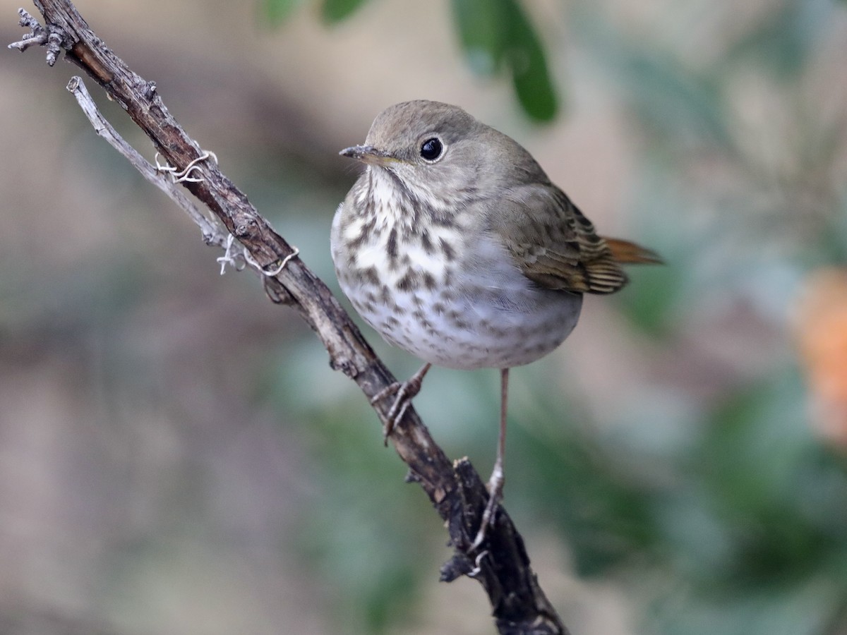 Hermit Thrush - David Wittrock