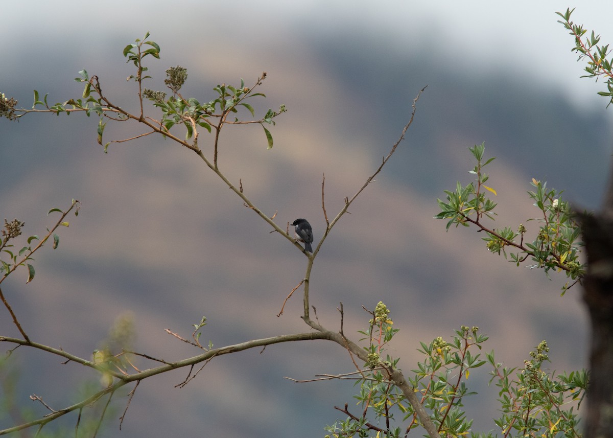 Black-throated Flowerpiercer - ML614482522