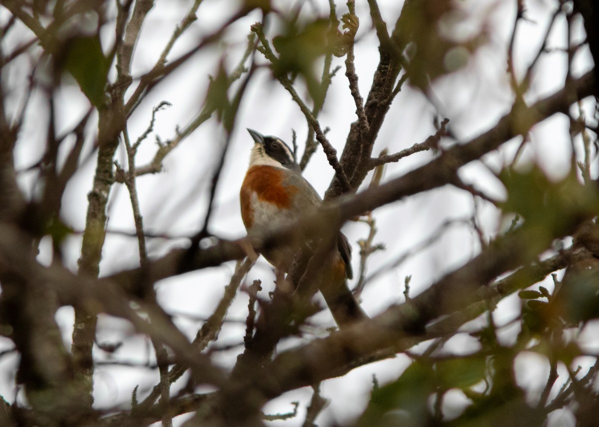 Chestnut-breasted Mountain Finch - ML614482528