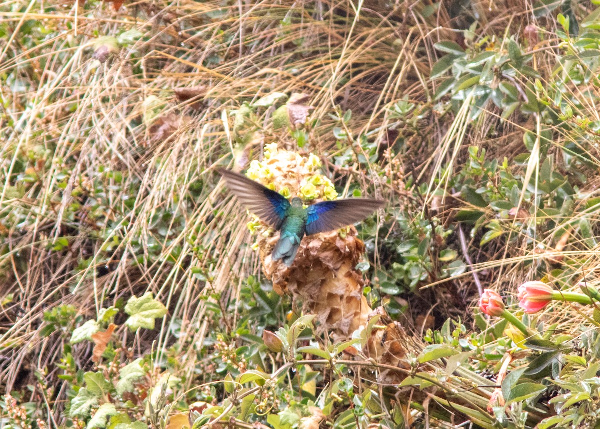 kolibřík modrokřídlý - ML614482557
