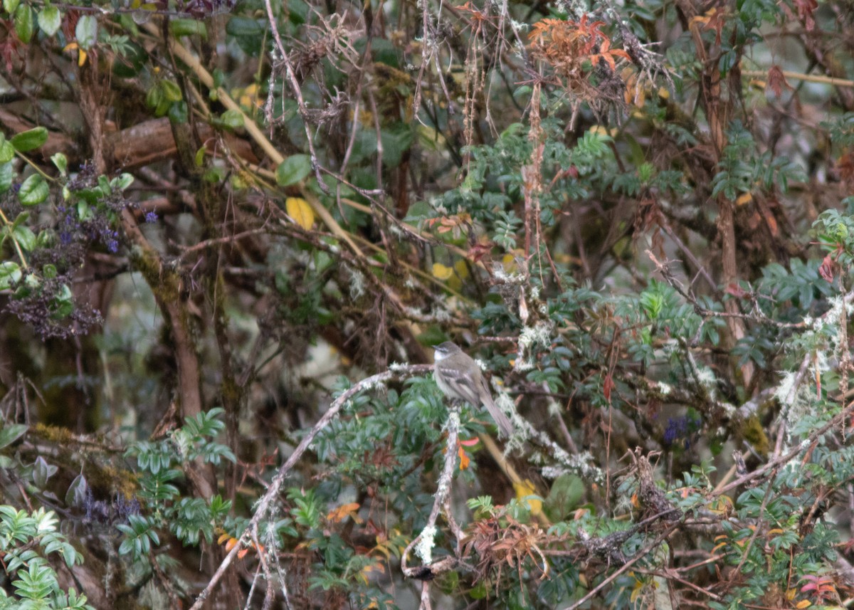 White-throated Tyrannulet - Silvia Faustino Linhares