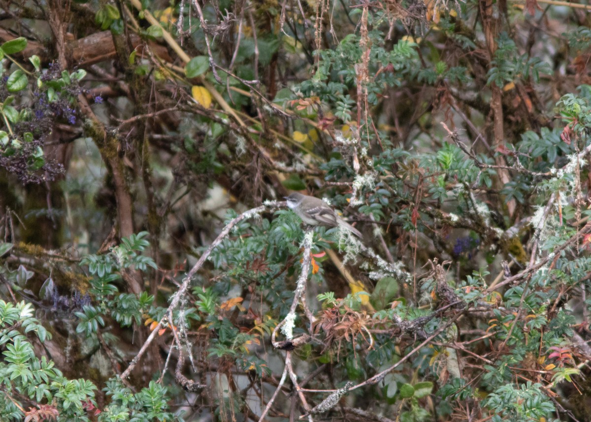 Tyranneau à gorge blanche - ML614482572