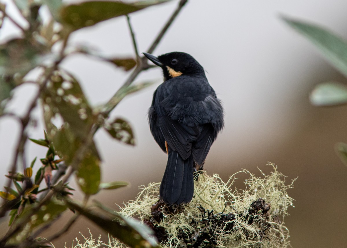 Moustached Flowerpiercer - ML614482578