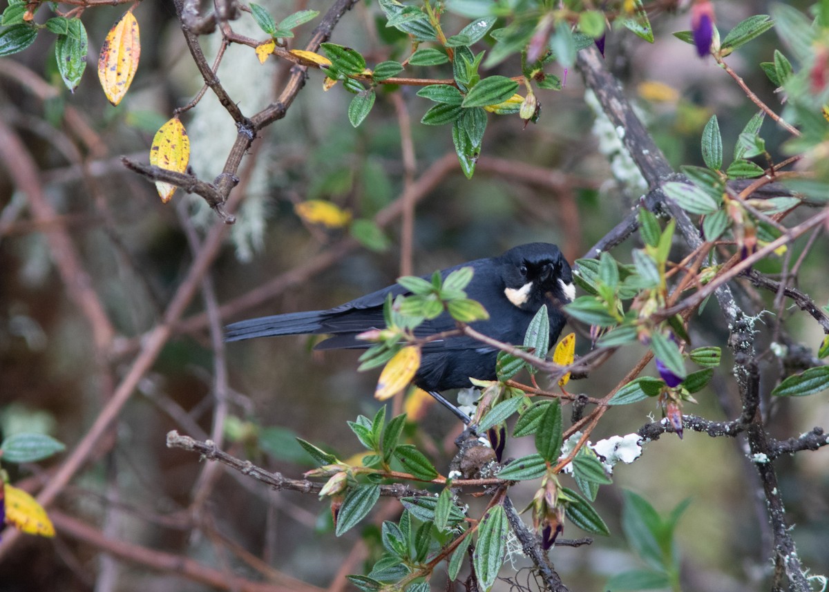 Moustached Flowerpiercer - ML614482579