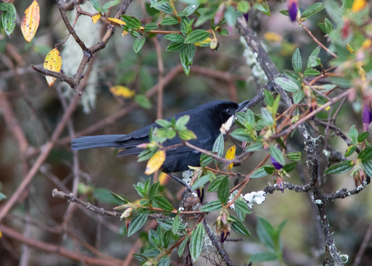 Moustached Flowerpiercer - ML614482580