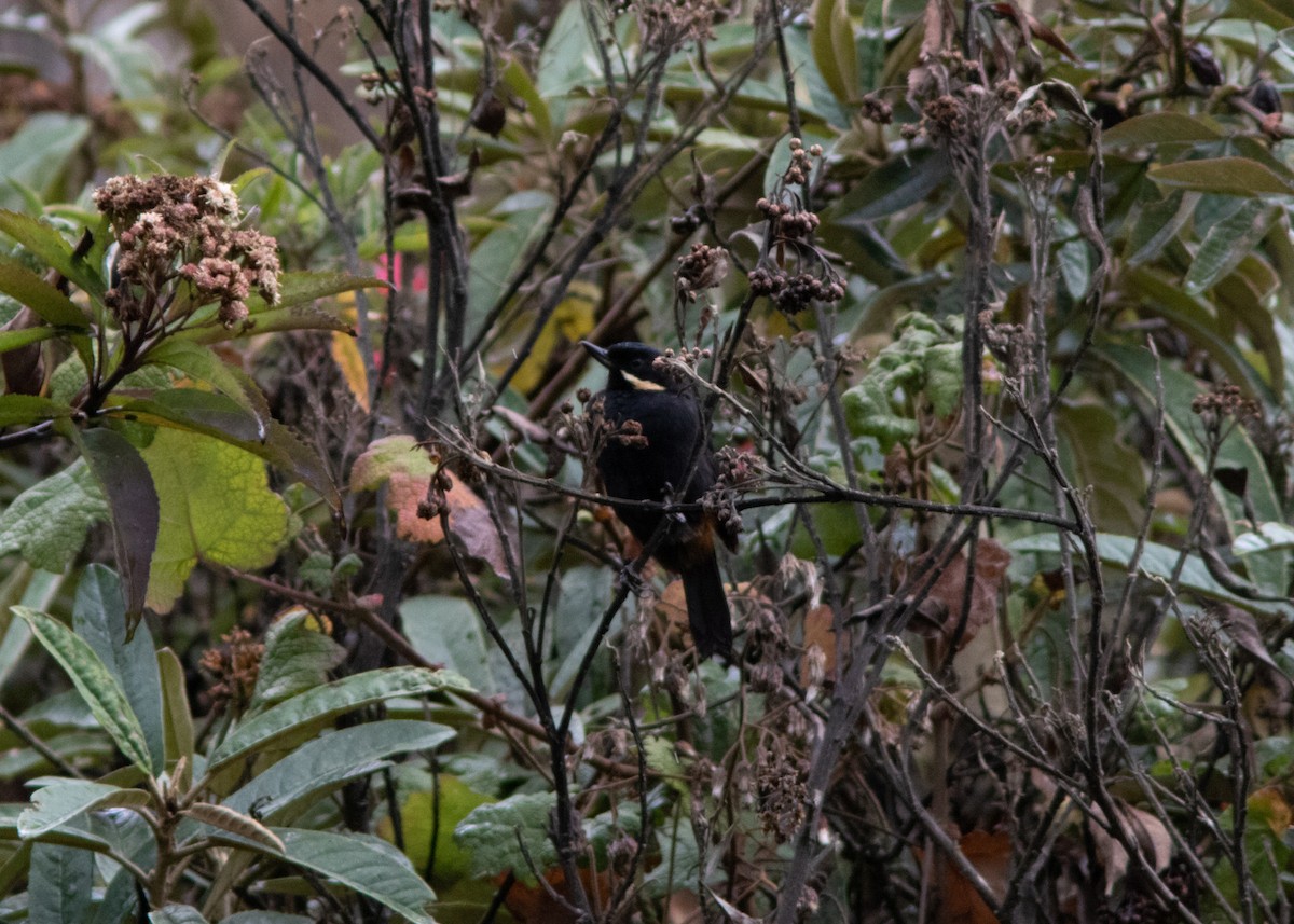 Moustached Flowerpiercer - ML614482581