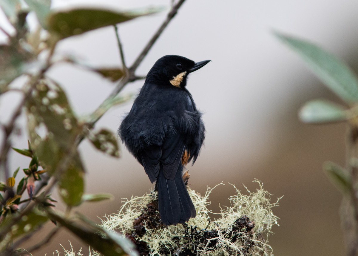 Moustached Flowerpiercer - ML614482583