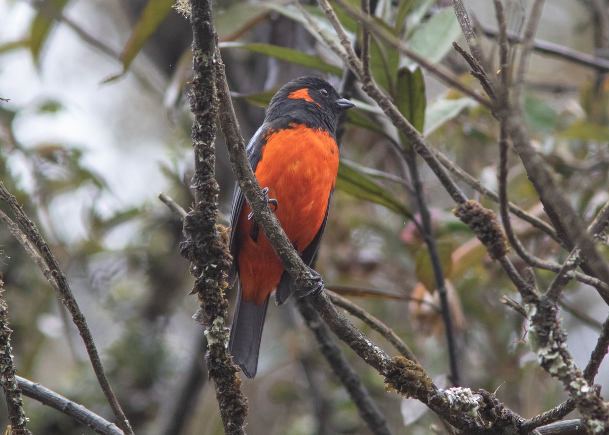 Scarlet-bellied Mountain Tanager - Silvia Faustino Linhares