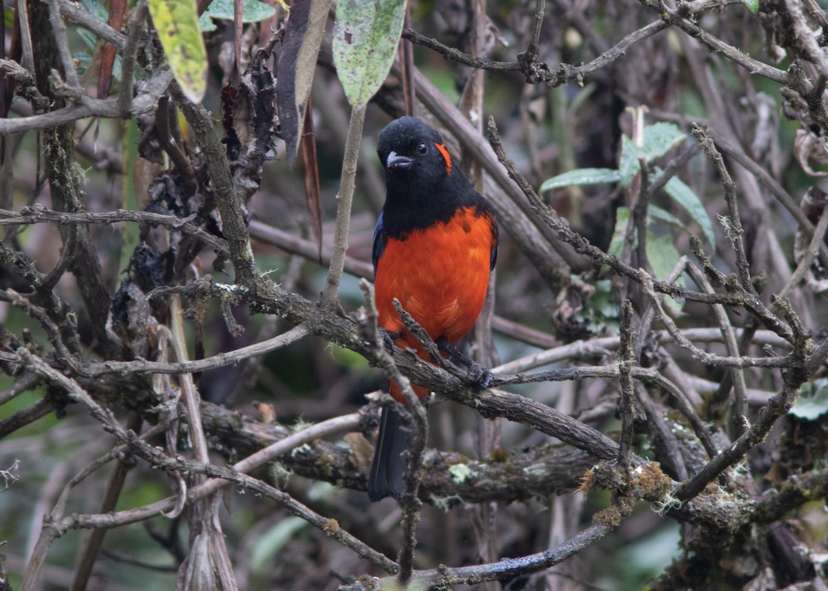 Scarlet-bellied Mountain Tanager - Silvia Faustino Linhares