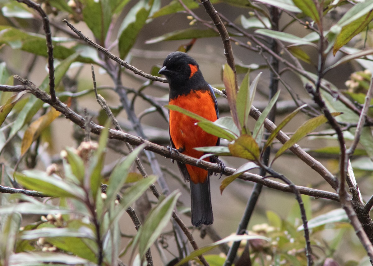 Scarlet-bellied Mountain Tanager - Silvia Faustino Linhares