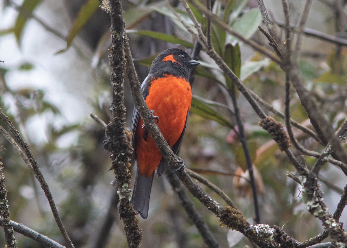 Scarlet-bellied Mountain Tanager - Silvia Faustino Linhares