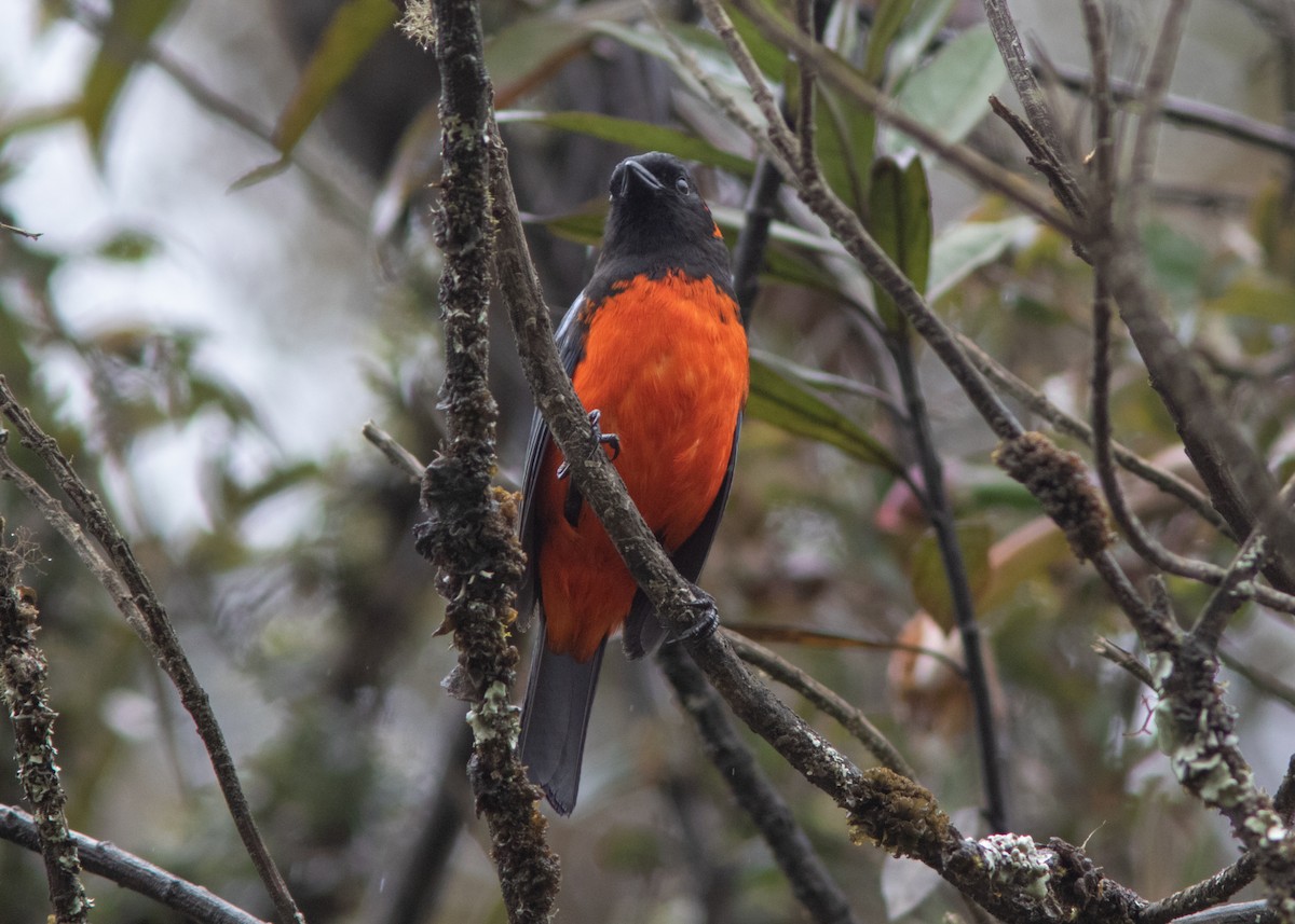 Scarlet-bellied Mountain Tanager - Silvia Faustino Linhares