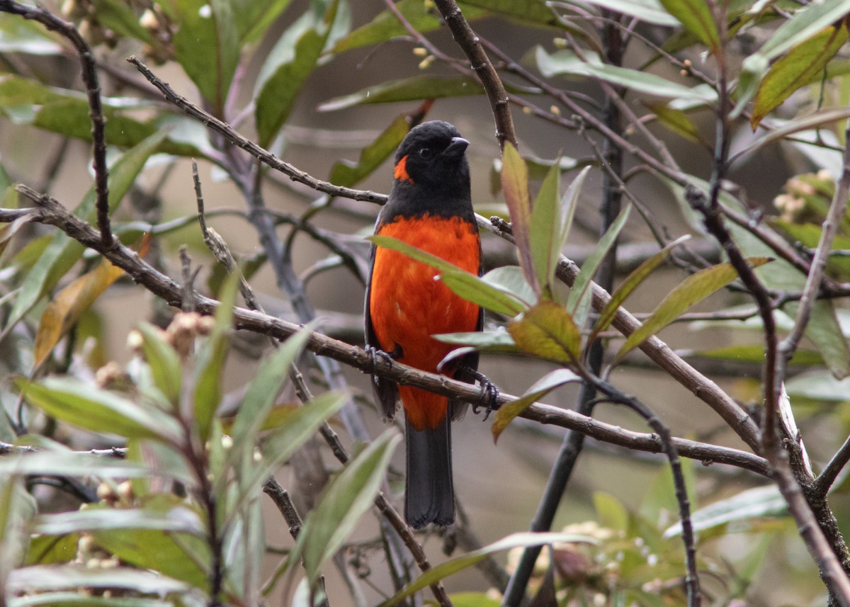 Scarlet-bellied Mountain Tanager - Silvia Faustino Linhares