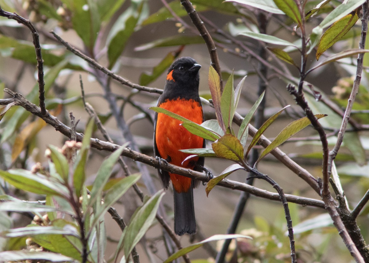 Scarlet-bellied Mountain Tanager - Silvia Faustino Linhares