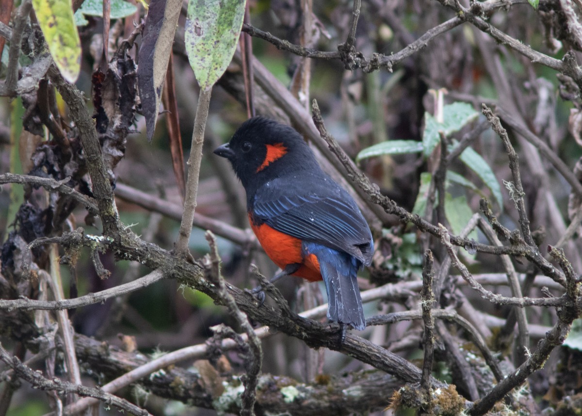 Scarlet-bellied Mountain Tanager - Silvia Faustino Linhares