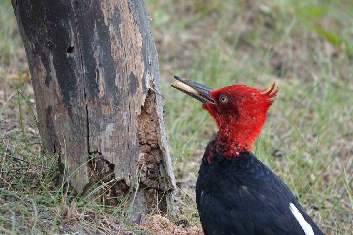Magellanic Woodpecker - Juan Gómez Carrillo