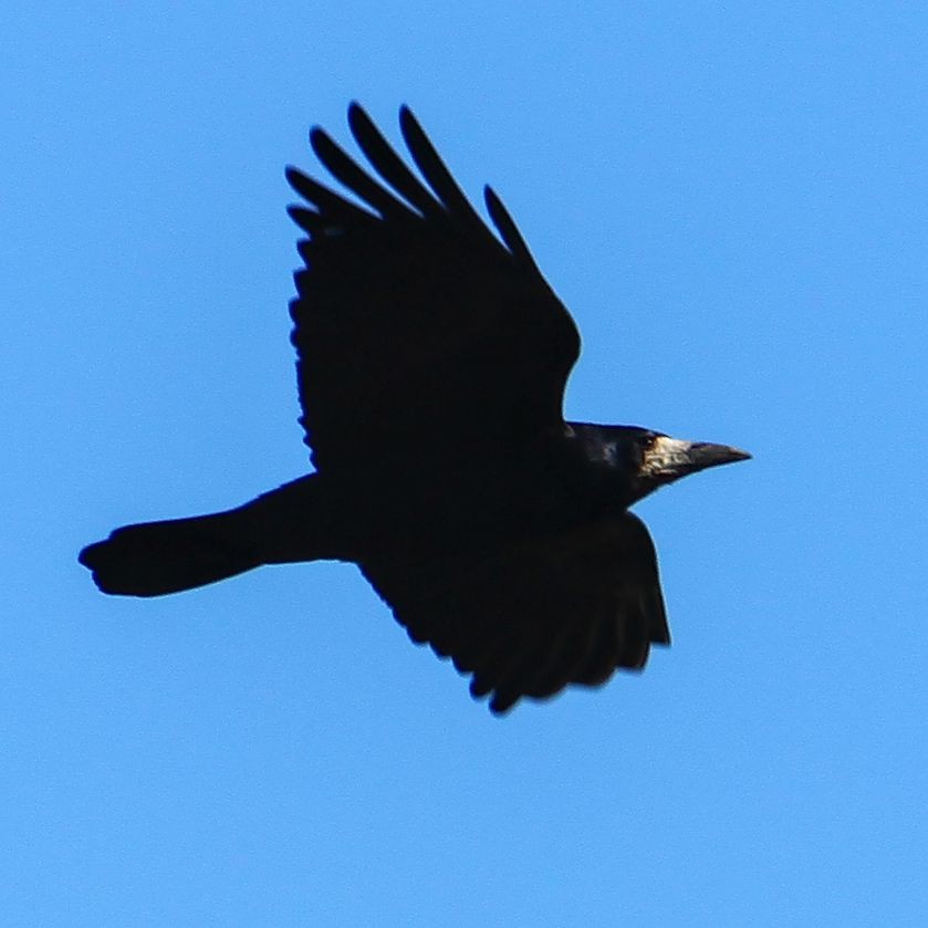 Corbeau freux - ML614482641