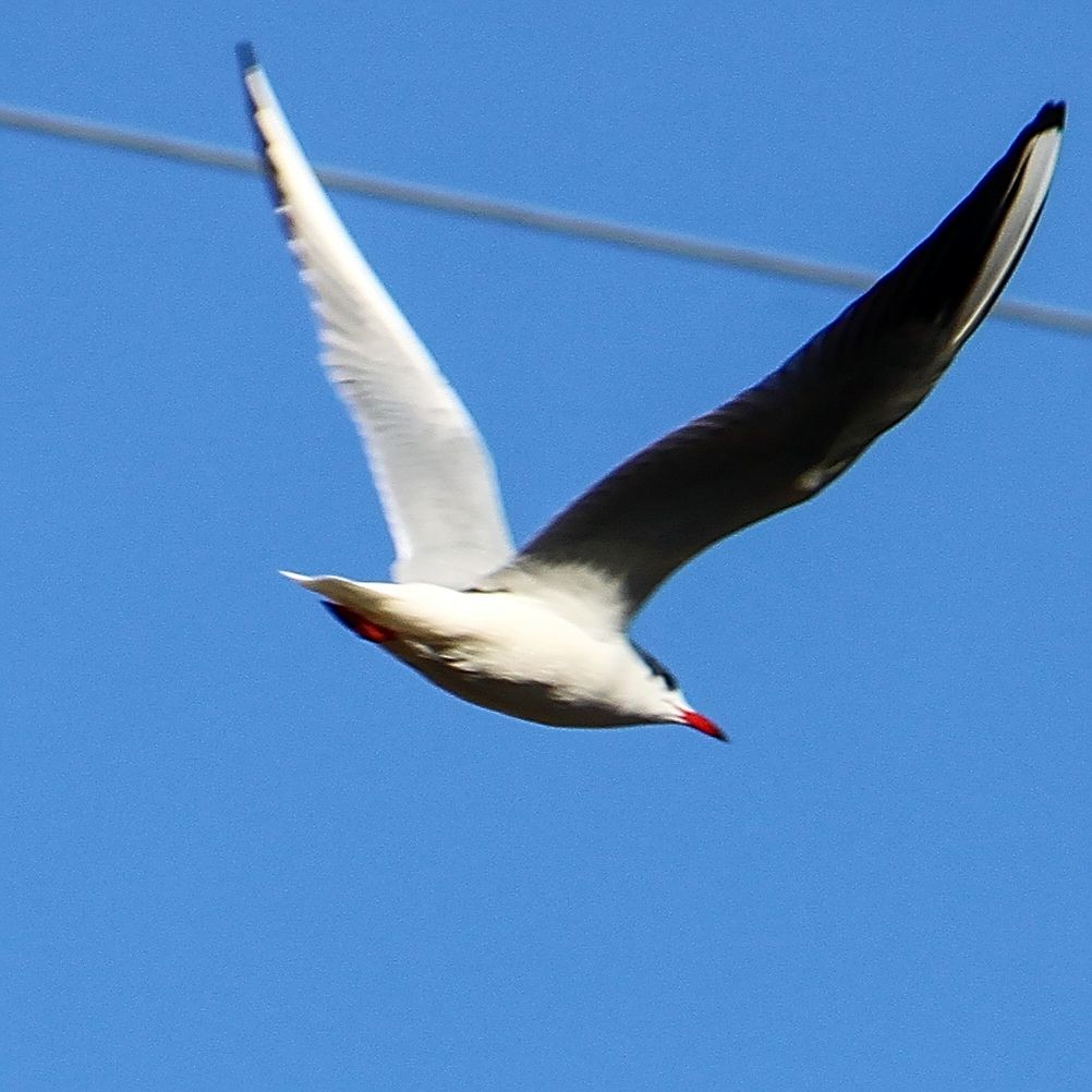 Mouette rieuse - ML614482643