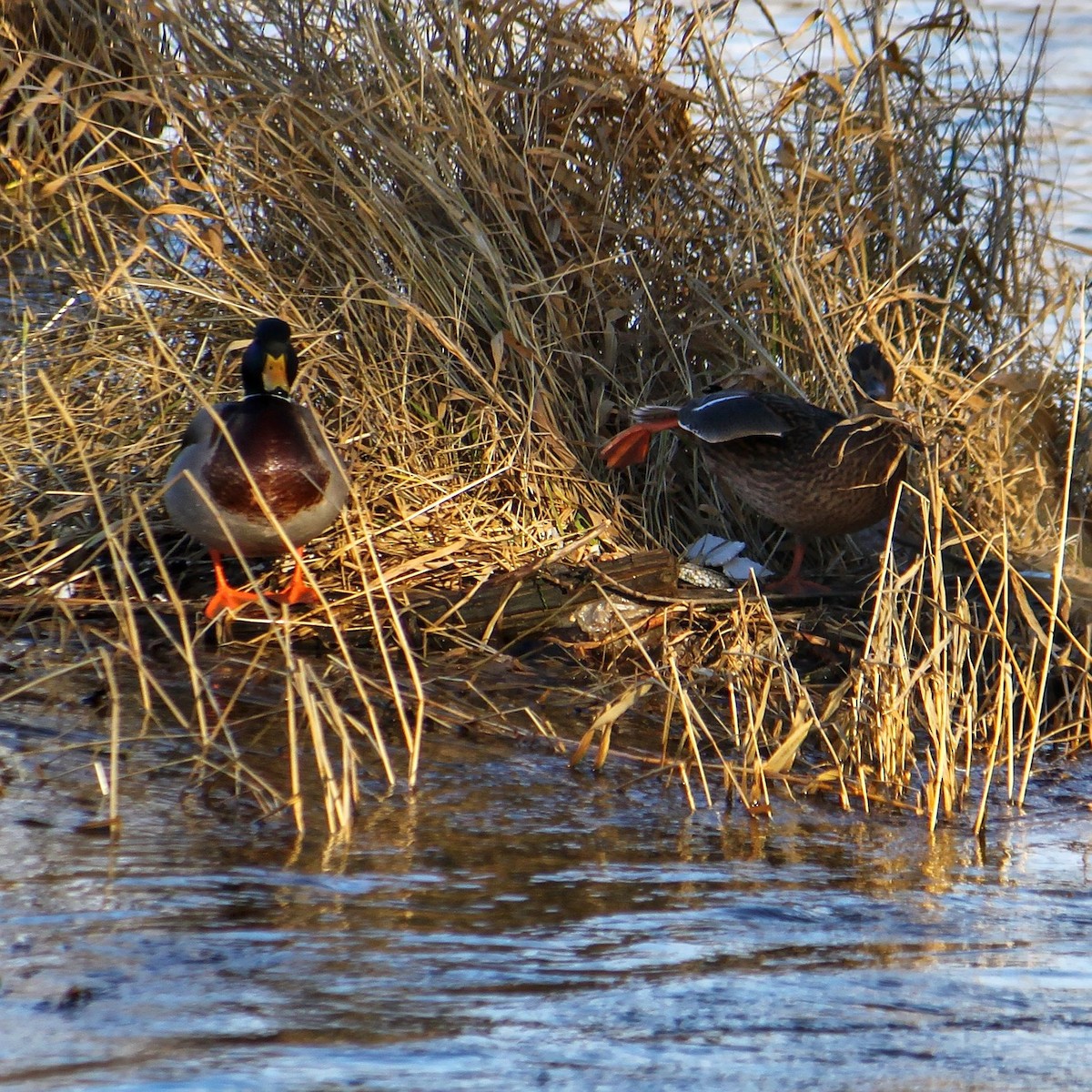 Canard colvert - ML614482652