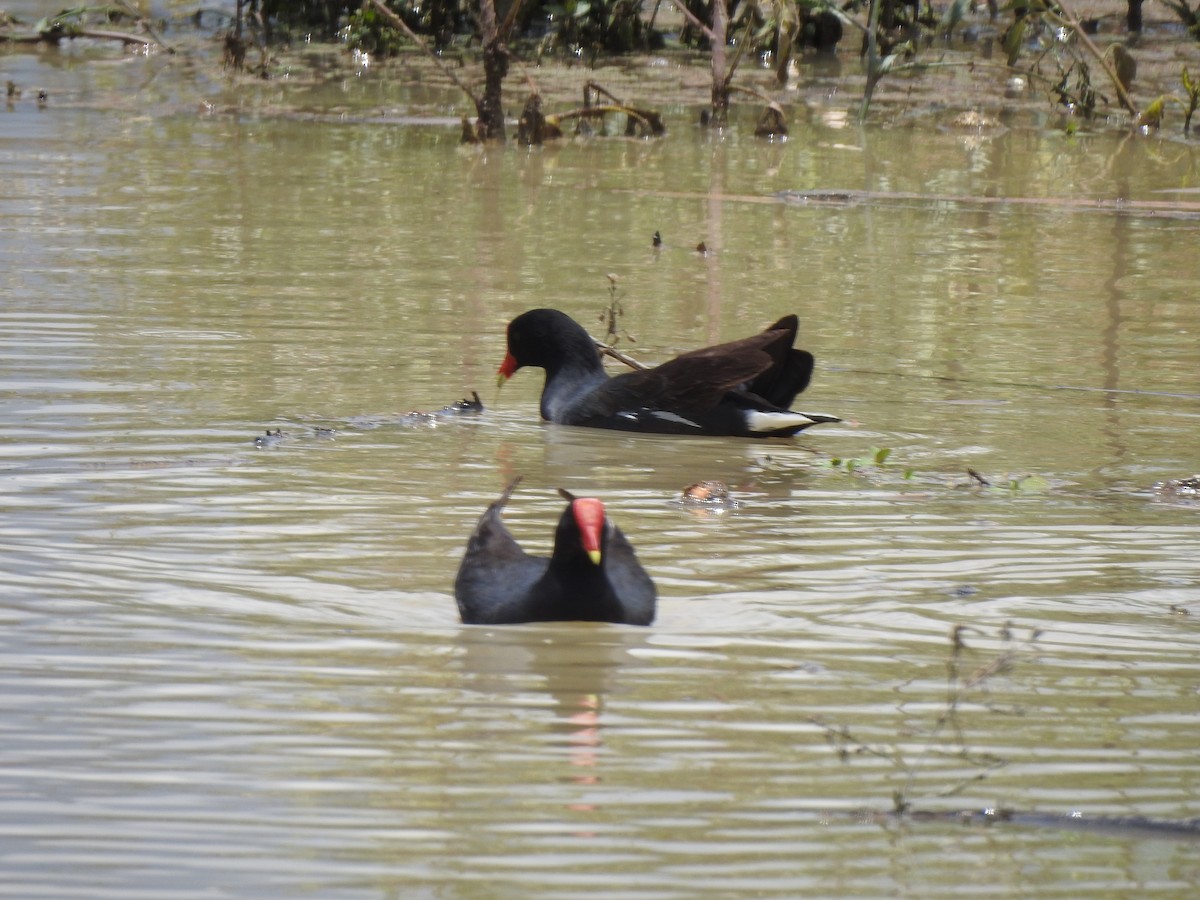 Gallinule d'Amérique - ML614482704