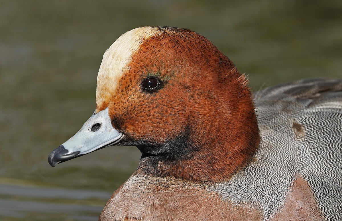 Eurasian Wigeon - ML614482712