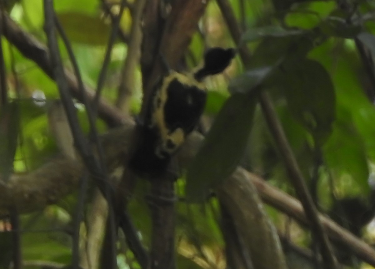 Heart-spotted Woodpecker - ML614482718