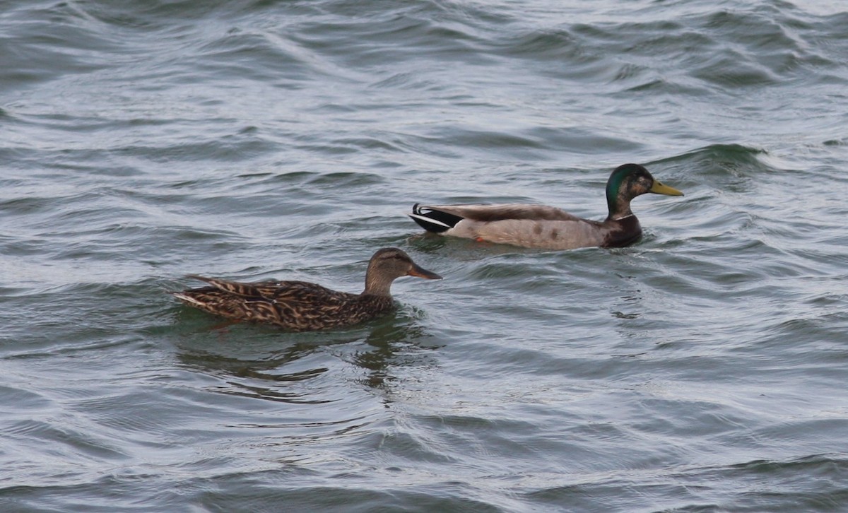 Mallard x Mexican Duck (hybrid) - ML614482731