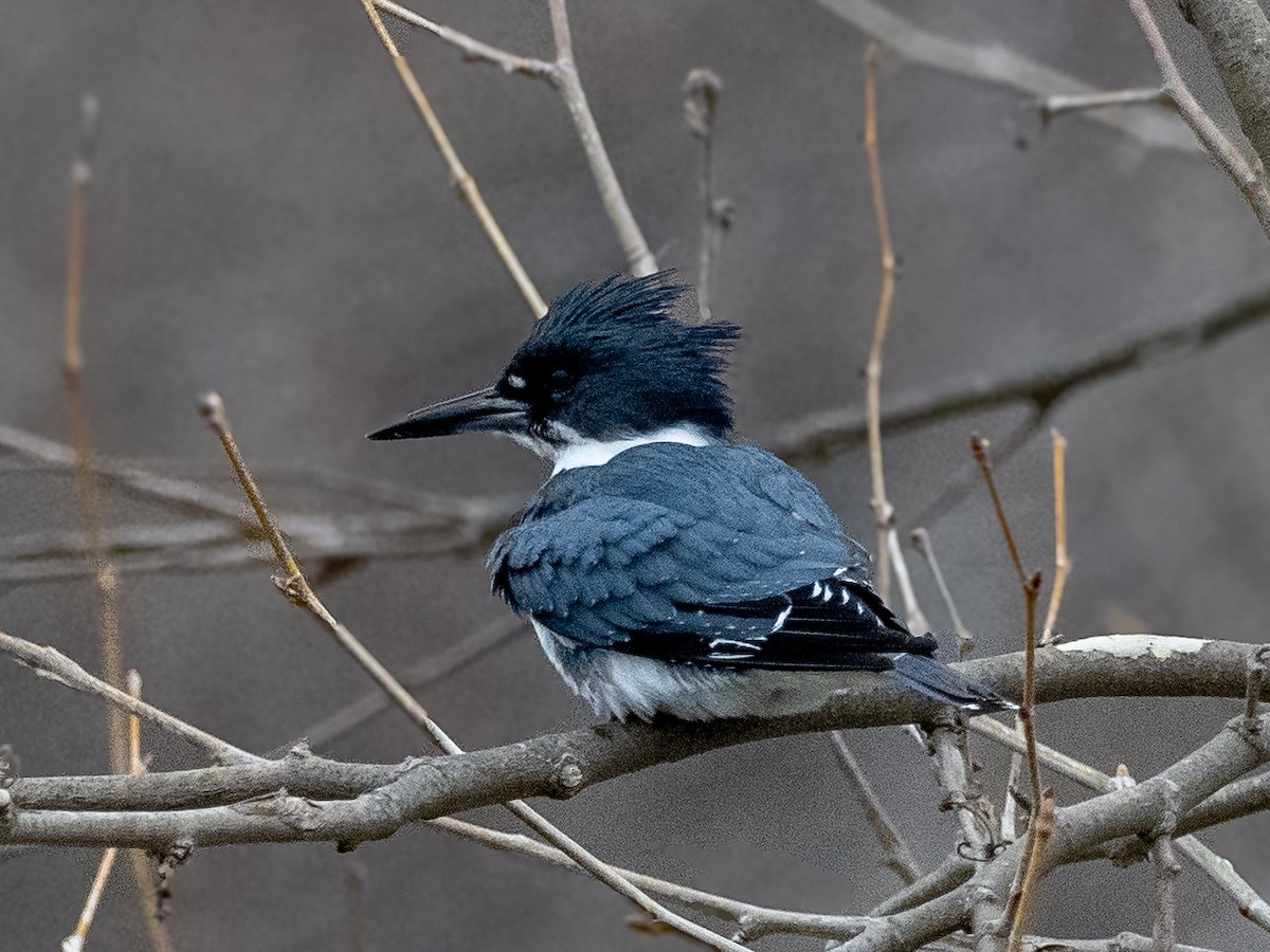 Belted Kingfisher - ML614482733