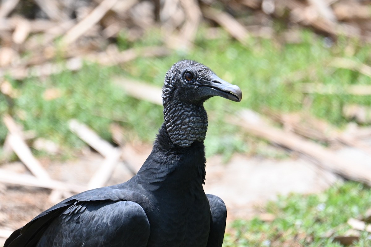 Black Vulture - ML614482833