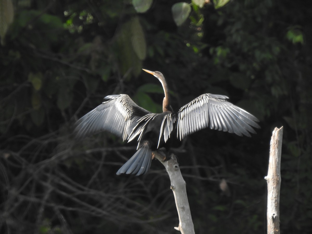 Oriental Darter - Rajashree Kale