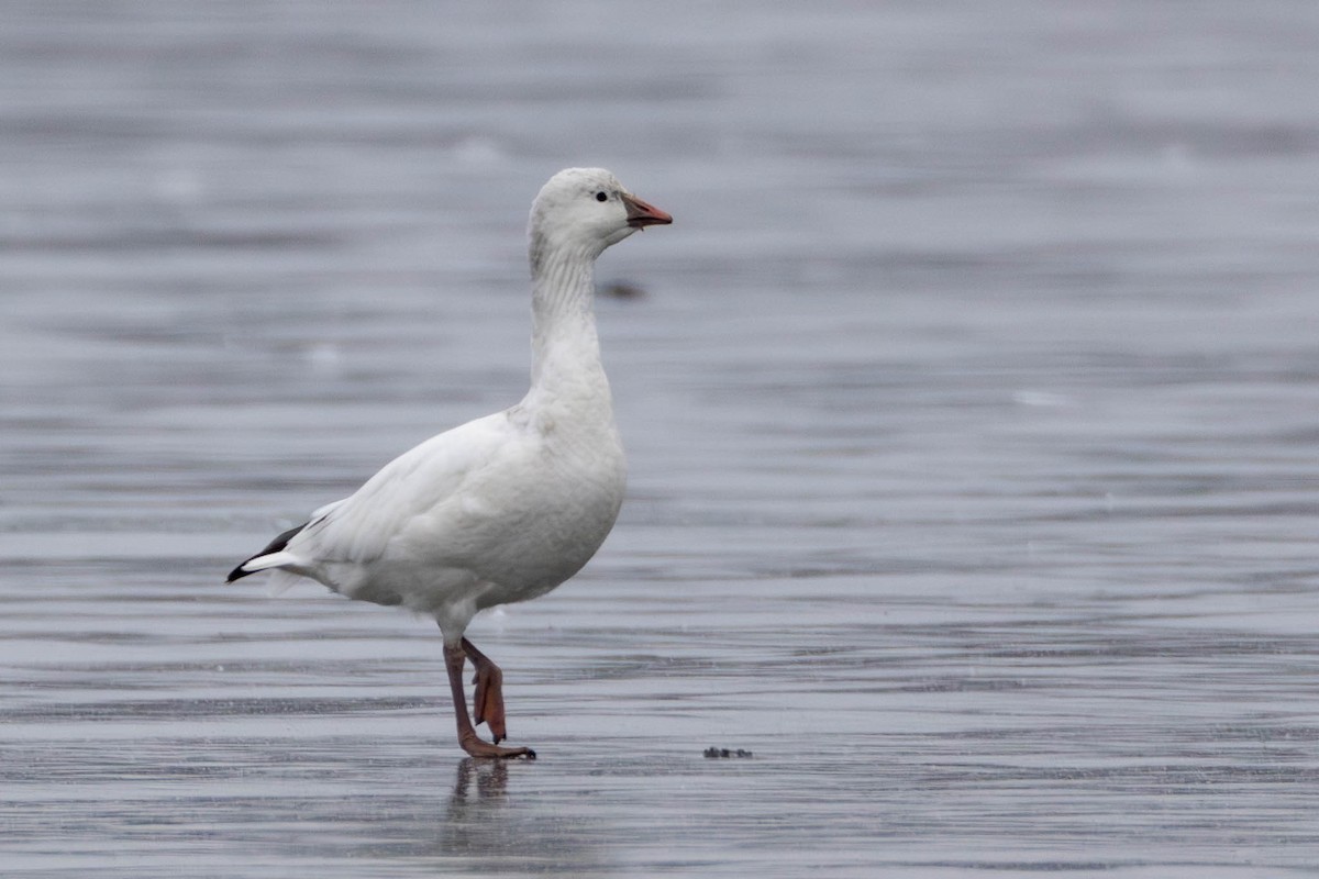 Ross's Goose - ML614482947