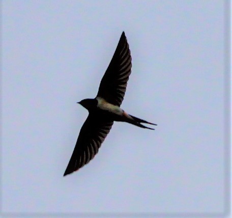 Barn Swallow - ML614482963