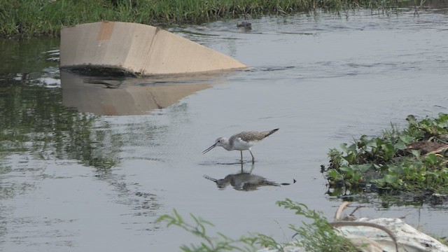 Teichwasserläufer - ML614482980