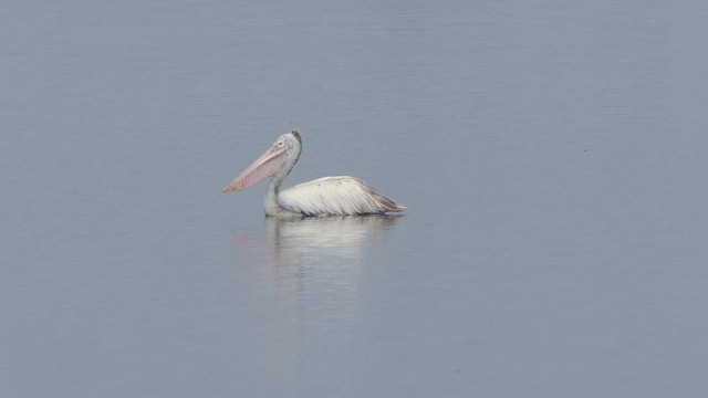 Spot-billed Pelican - ML614483016