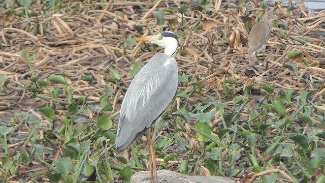 Gray Heron - ML614483043