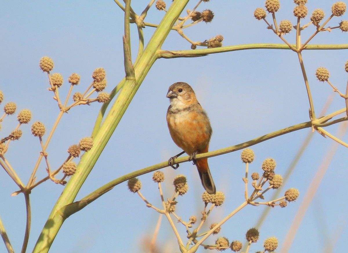 Marsh Seedeater - Birding Tours Uruguay